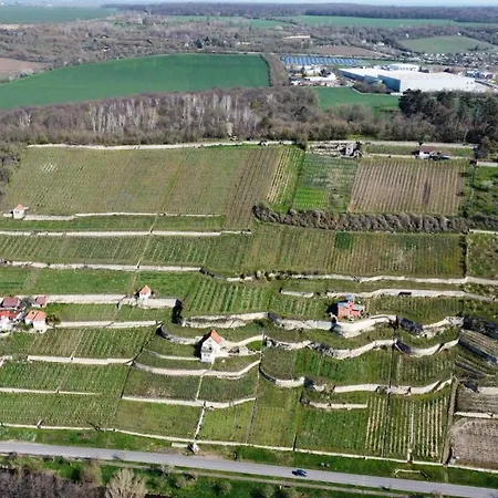 Traminer Im Weinberg *