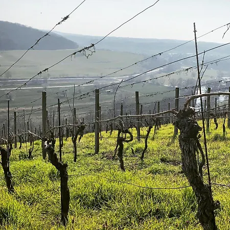 Traminer Im Weinberg *