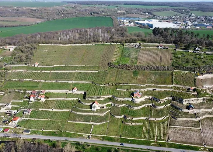 Traminer Im Weinberg *