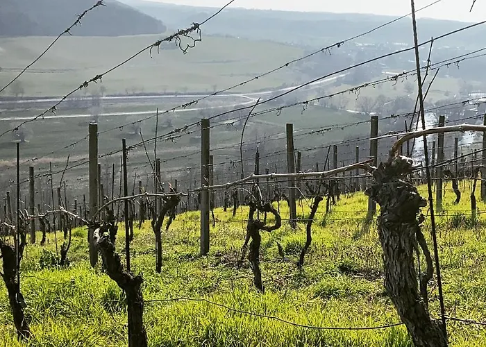 Traminer Im Weinberg *